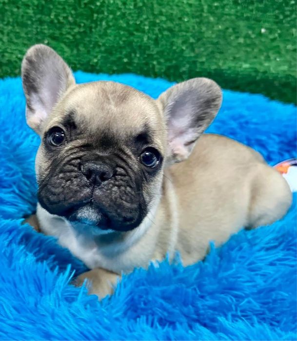 Bulldog francês maravilhosa menina
