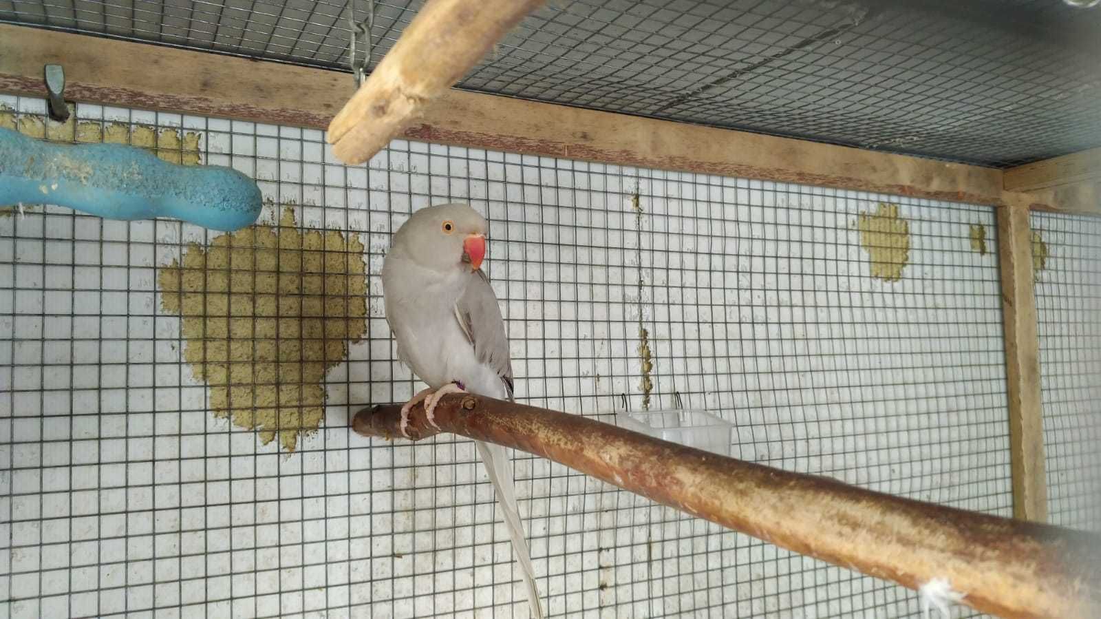 Ring neck femea cinzenta