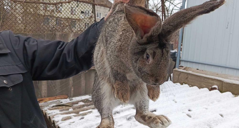 Продам кролі і кролиці породи ФЛАНДР