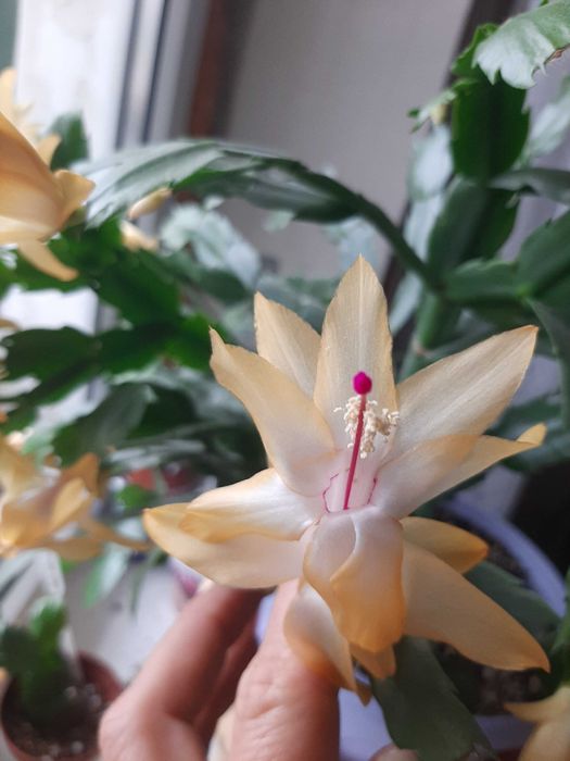 Різдвяник,шлюмбергер