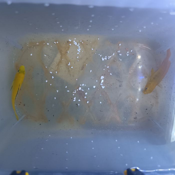 Labidochromis caeruleus