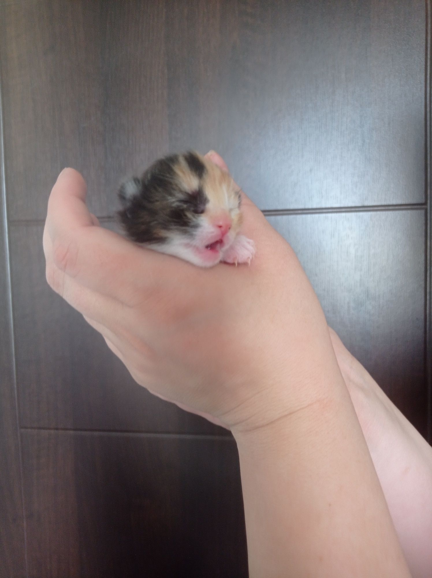 отдам котяток, бесплатно!!