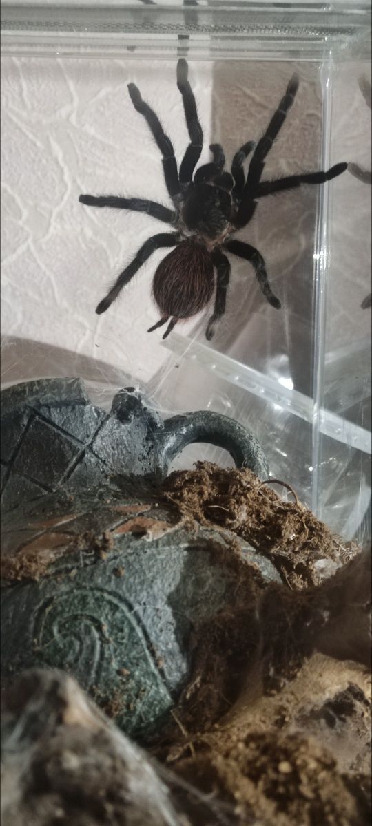 Продаю дорослу самку паука (Brachypelma vagans)