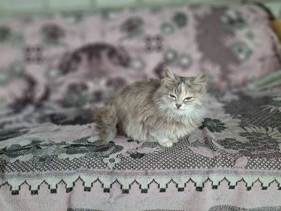 Віддам котенят в добрі руки