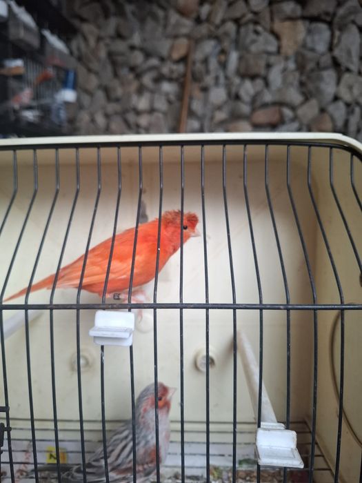 Alerquins Agata Vermelho intenso e Mosaico Vermelho