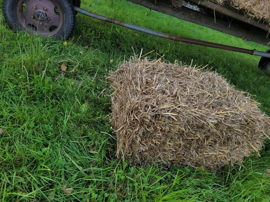 Kostki słomy pszenżyto około 217 sztukk tegorocze(przy zakupy całości