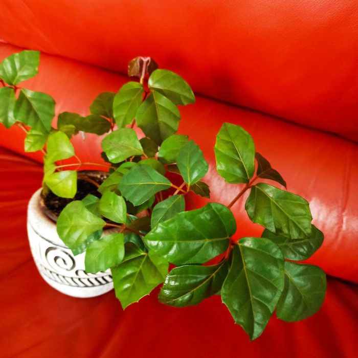 Кімнатна рослина циссус та сансевієрія