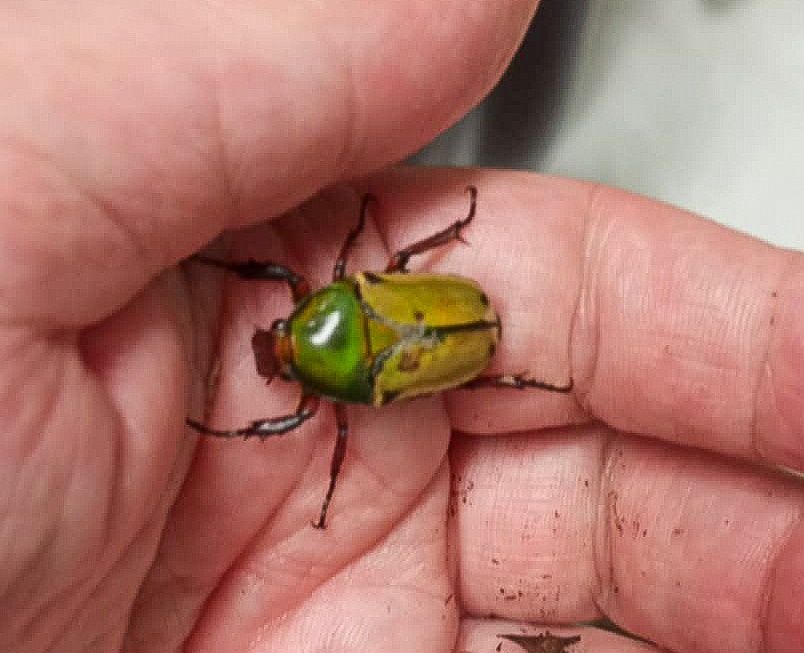 Eudicella loricata l1