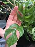 Monstera tetrasperma minima mint variegata raphidophora
