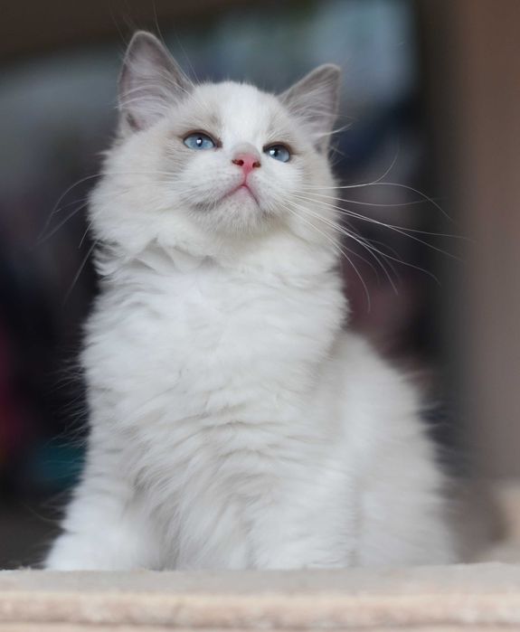 chłopczyk Ragdoll gotowy do zmiany domku