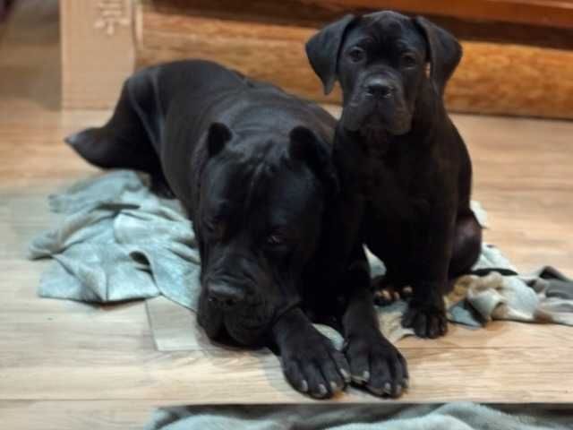 Cane Corso czarny samiec FCI Merlin