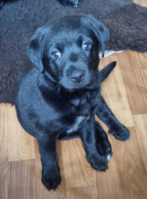 Дівчинка лабрадор три місяці