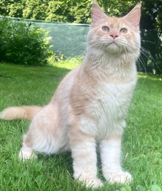 Maine Coon po importach ! Piękny kocurek !
