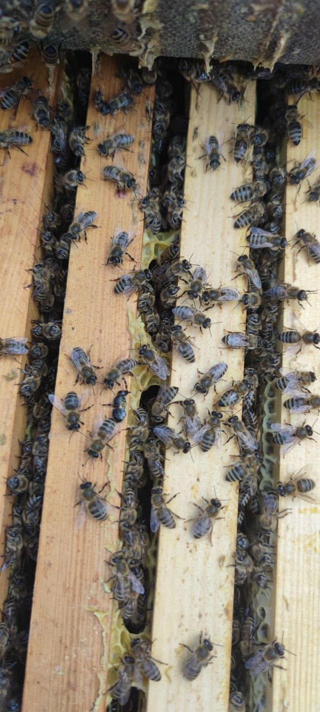 Пчелы, пчелосемьи рамка Дадан.