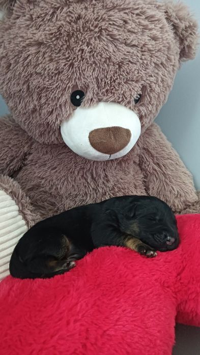 Piesek owczarka niemieckiego krótkowłosego