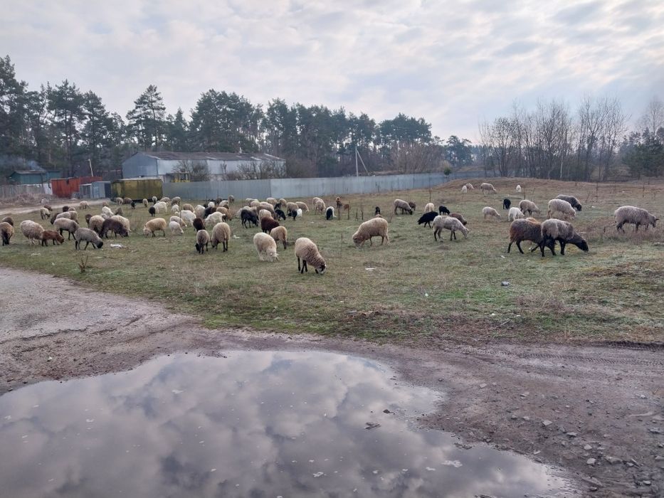Продам діючий бізнес-вівчарство.