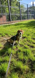 Piękny 7- miesięczny Beagle