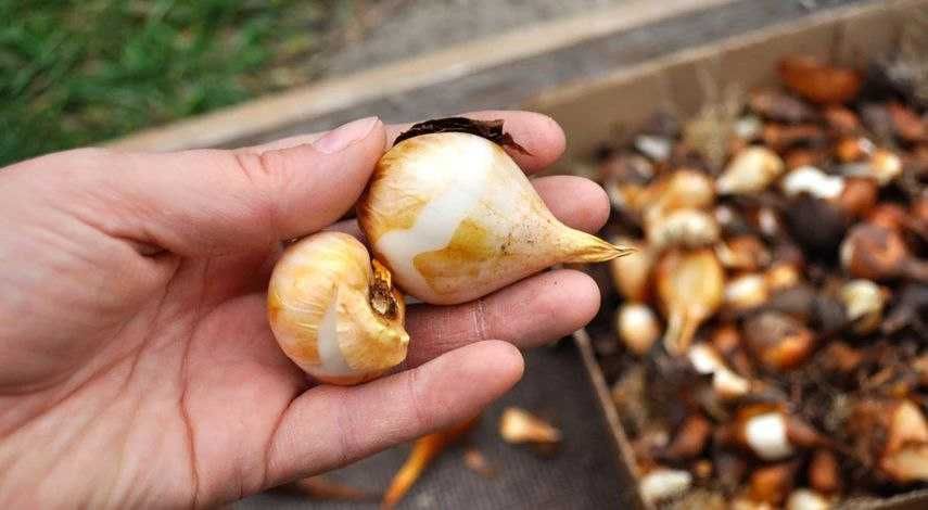 Луковица тюльпана