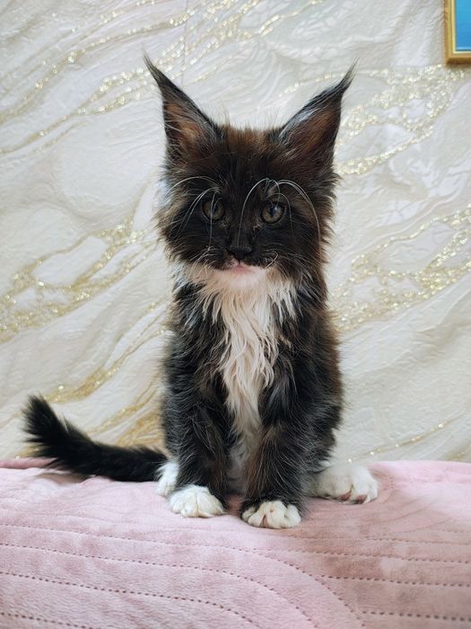 Kocurek Maine Coon gotowy do odbioru