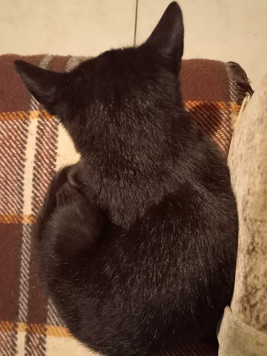 Oddam kotka w dobre ręce