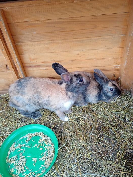 Króliki miniaturki.