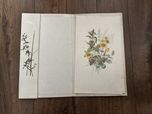 Stara papeteria_Waldblume 24/24