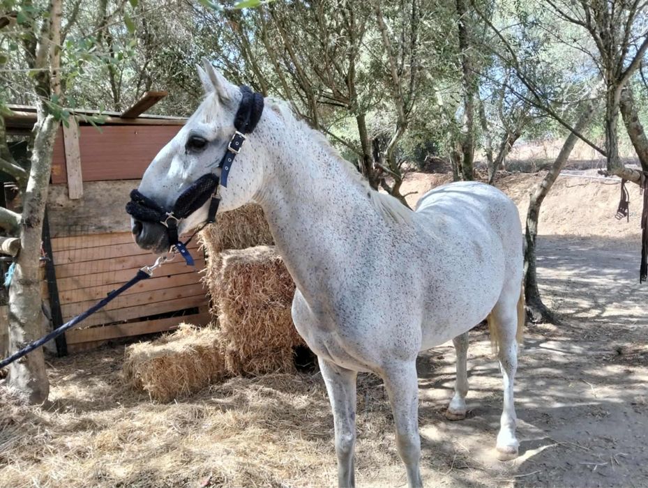 Cavalo Lusitano Veiga