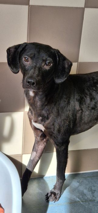 Piesek około 3 lata