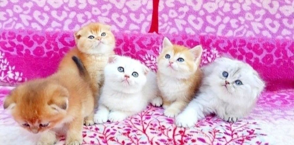 Чудо кошенята, чистокровні шотландські котики