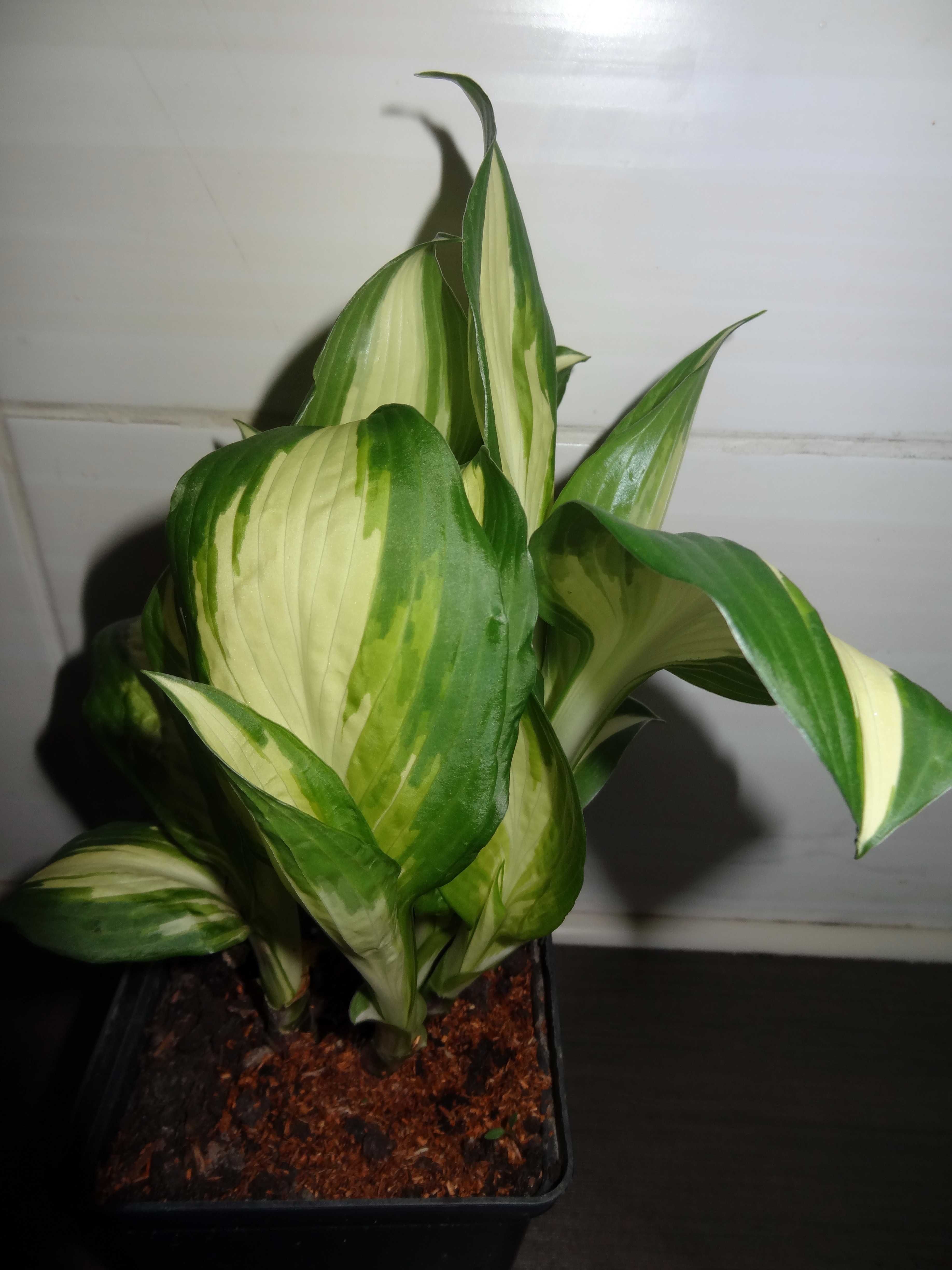 Funkia / Hosta Mediovariegata w doniczce P11 trzyletnia roślina