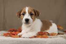 piesek Jack Russell terrier ZKWP/FCI szorstkowłosy