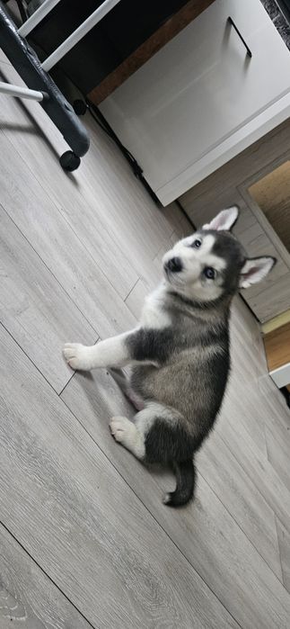 Piesek Siberian Husky