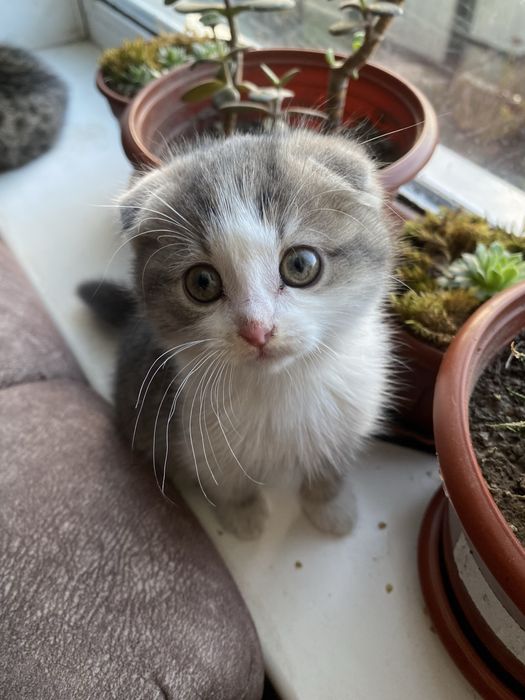 Віддам кошенят в добрі руки