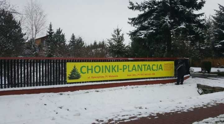 Choinki Plantacja, Świerki, Srebrne, Jodły, Doniczki