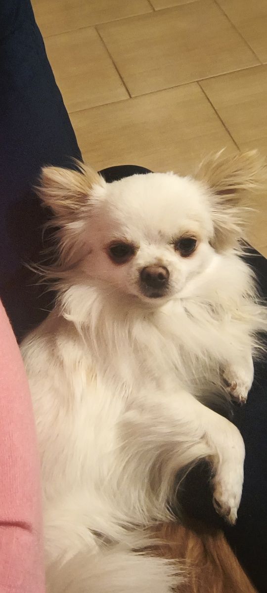 Sunia chihuahua długowłosa