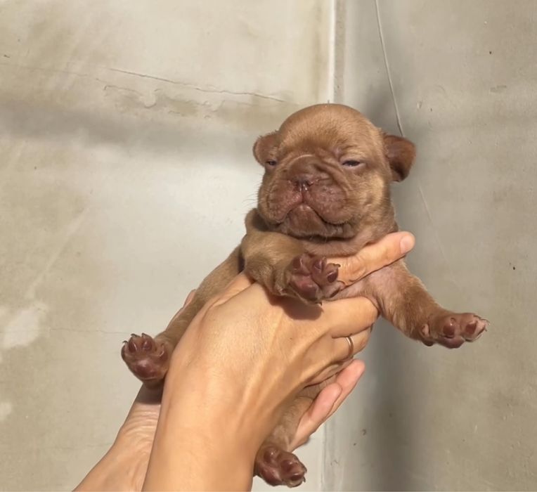 Французська красуня