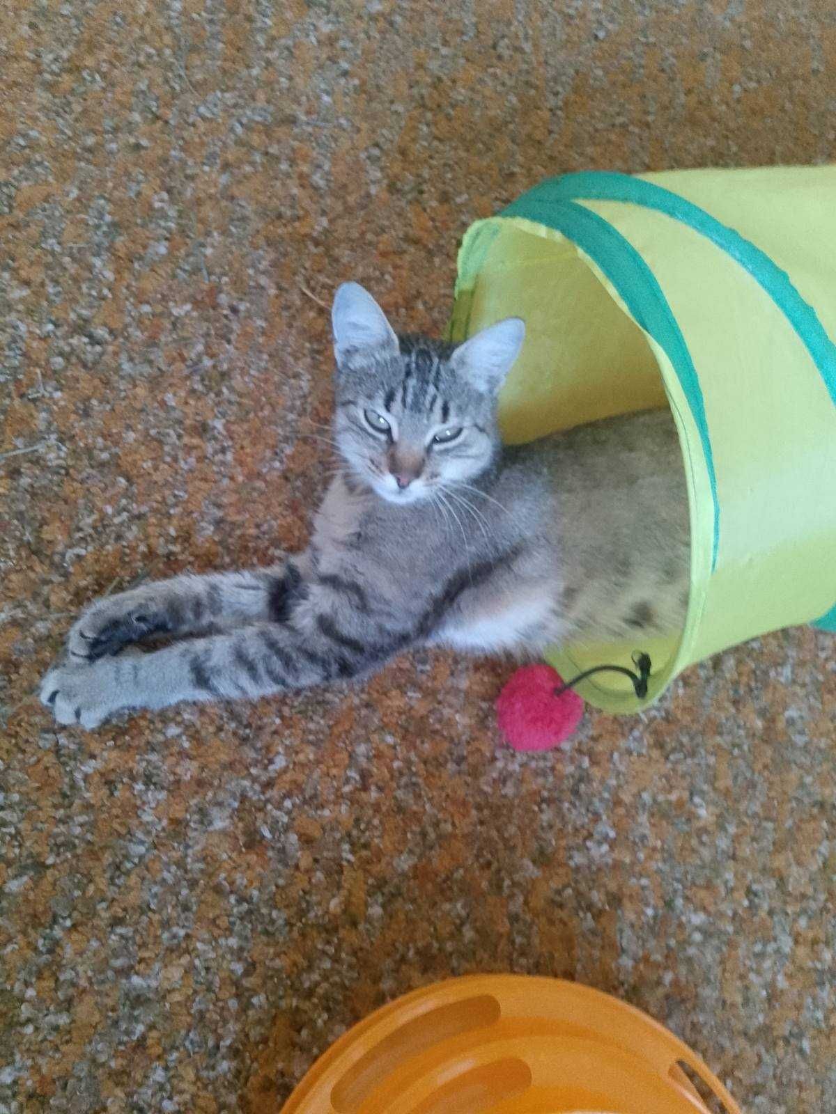Отдам в добрые руки молодую кошечку