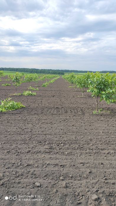 Секатор аккумуляторный  профессиональный HDP 36-1