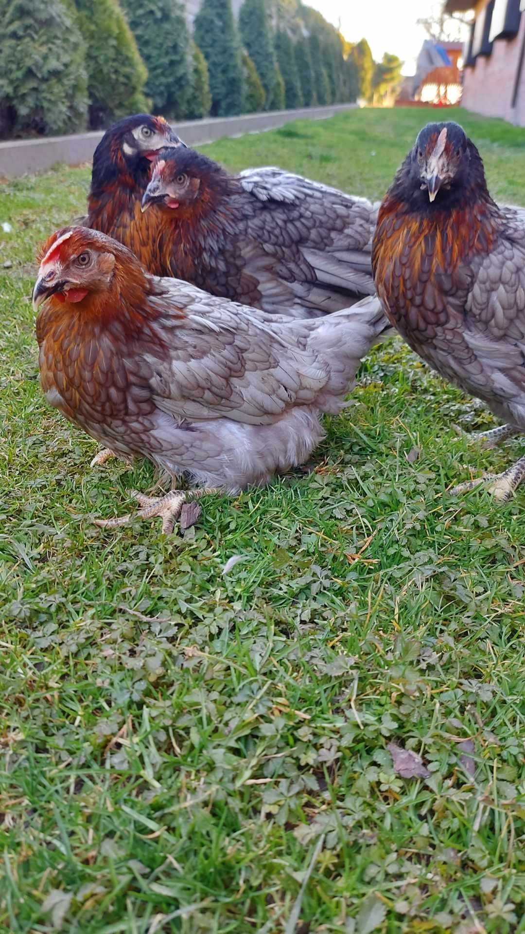 Kury Młode Dominant Blue Nioski
