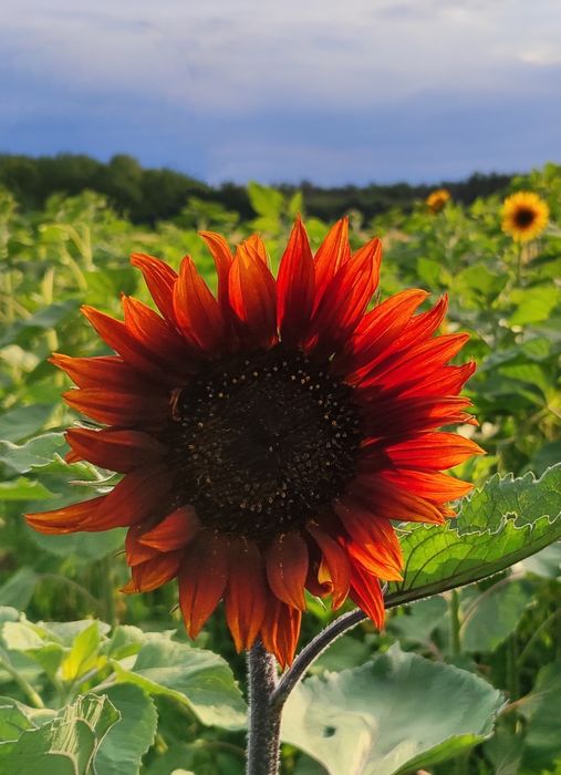 Słonecznik ozdobny MIX ODMIAN, TAYIO