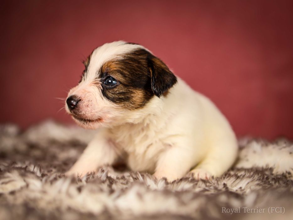Suczka szorstkowłosa Jack Russell terrier ZKWP/FCI Mamba
