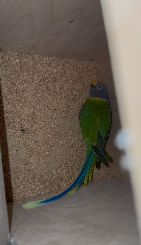 Vendo lote de aves ou troco