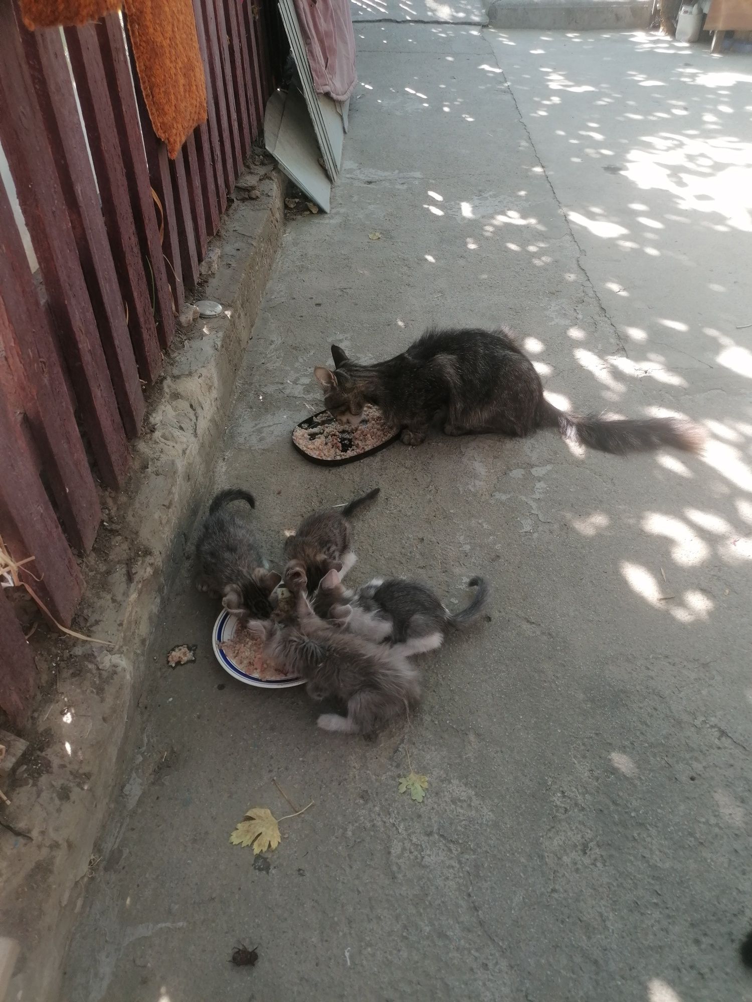 Котята бесплатно мышеловка даром