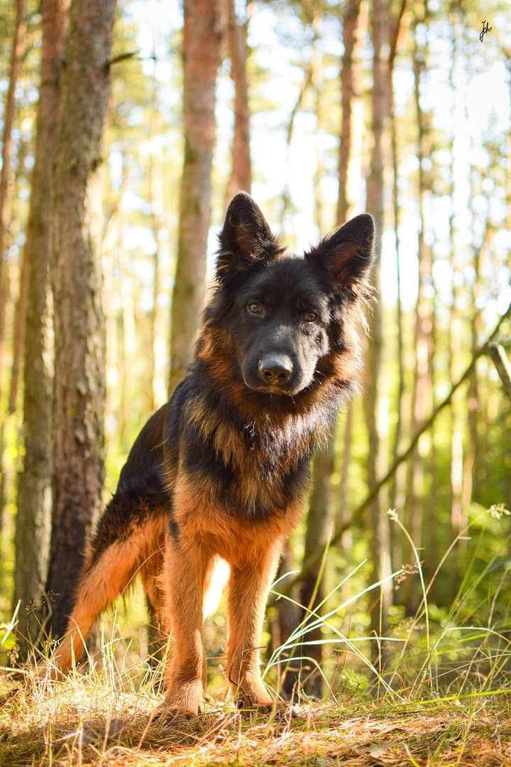 Młody, sympatyczny pies w typie owczarka do adopcji!