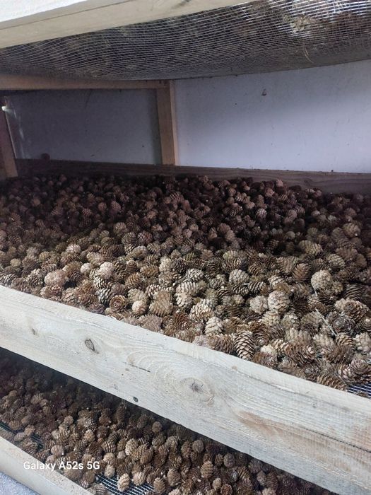 Nasiona modrzewia(larix decidua)