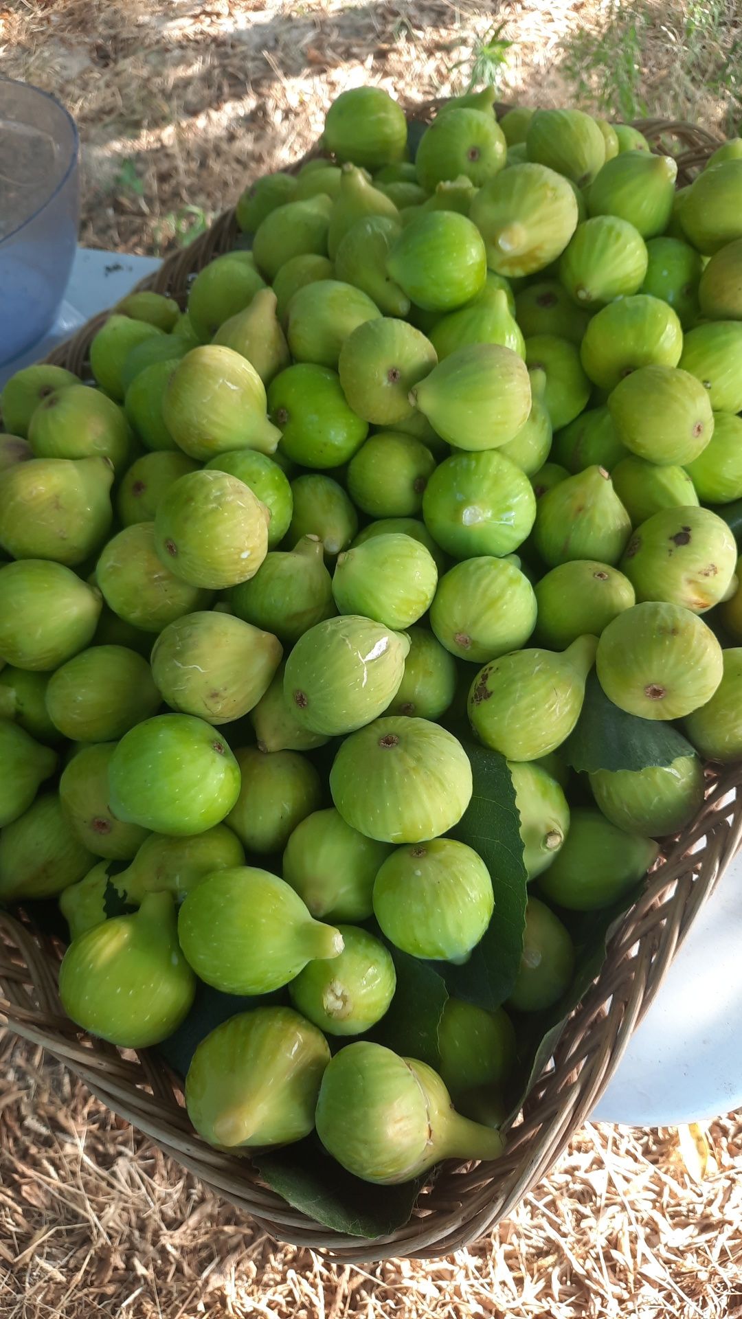 Figos pingo de mel