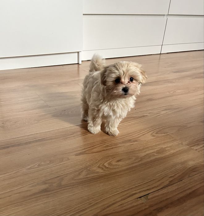 Maltipoo piesek.