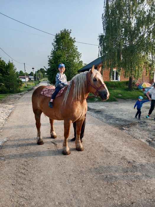 Klacz +źrebak zimnokrwista