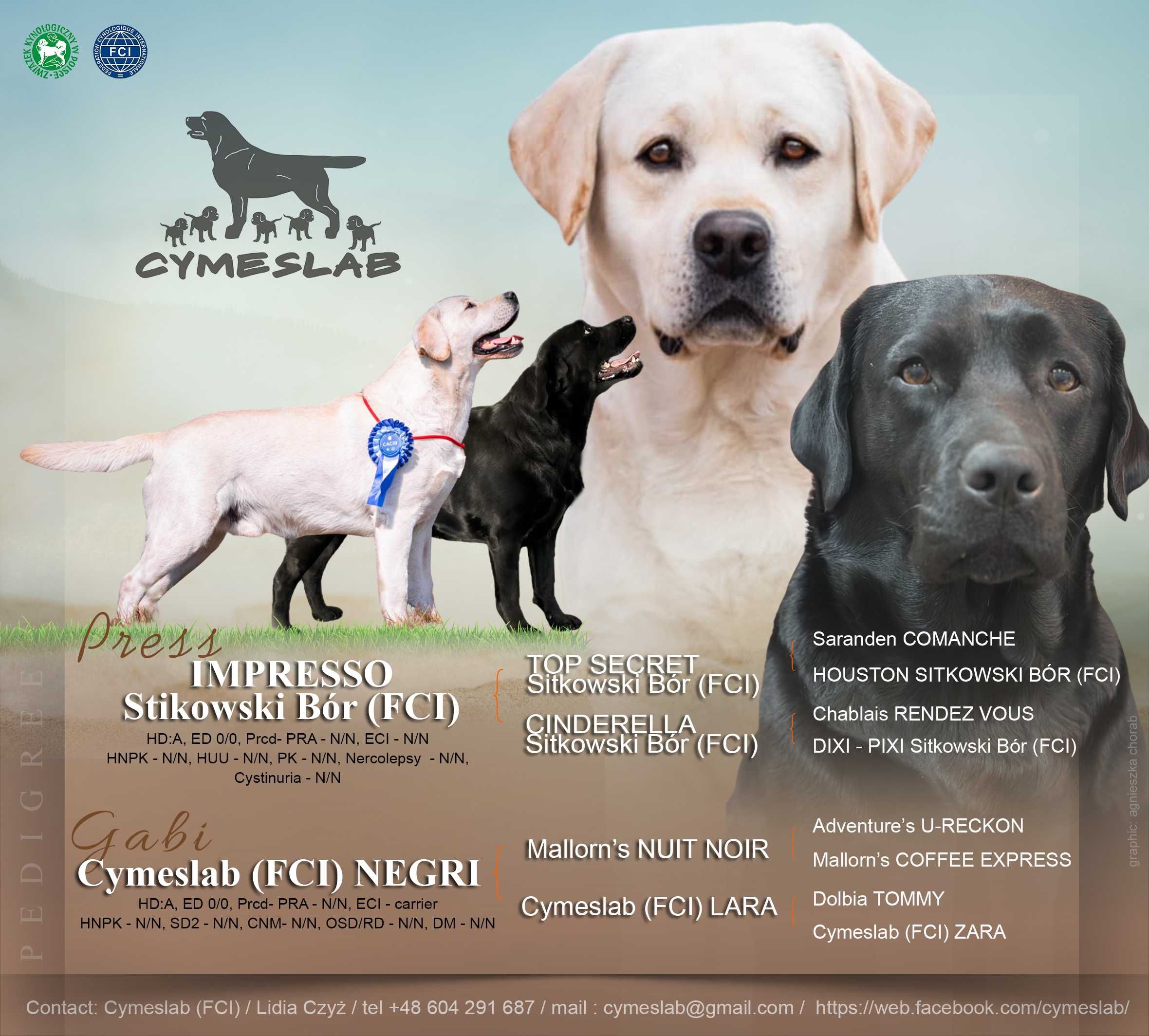 Labrador Retriever FCI, żółte szczenie po doskonałych rodzicach!