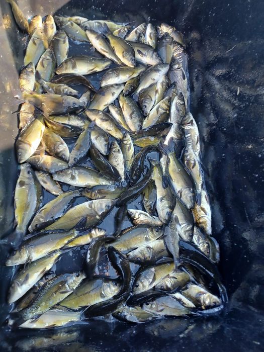 Amur kroczek narybek 15-20cm karp, lin